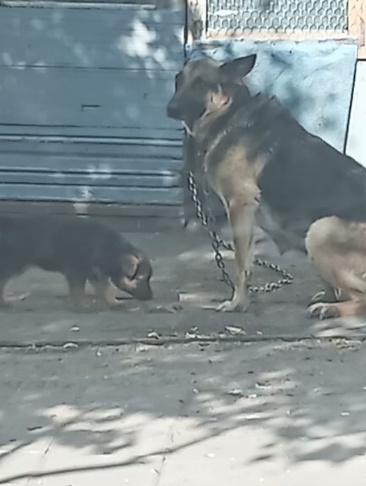 Отдам в хорошие руки