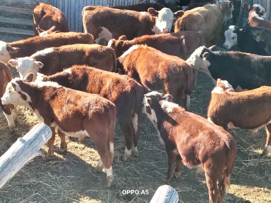 30бас патсостар акбас