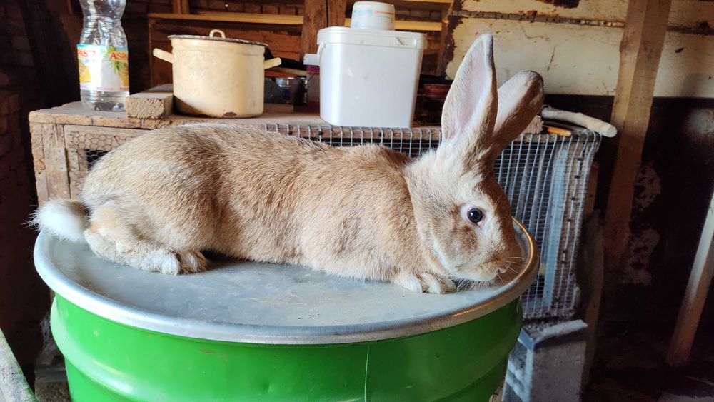 Продавам ЗАЙЦИ за разплод и клане