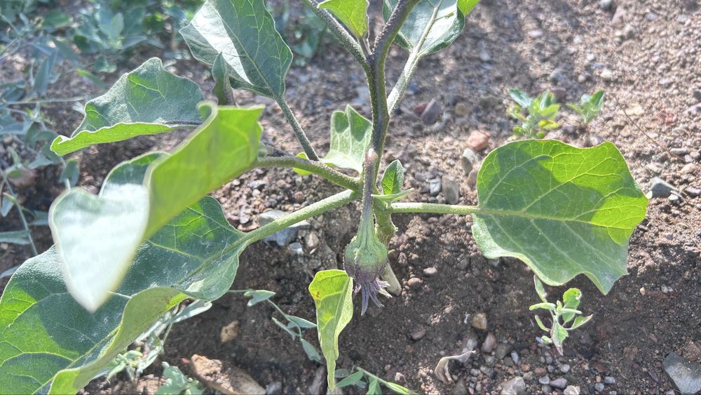 Продается дача 12 соток