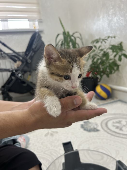Отдам в добрые руки котят.