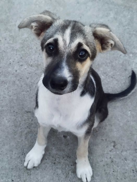 Cățelușă pentru adopție