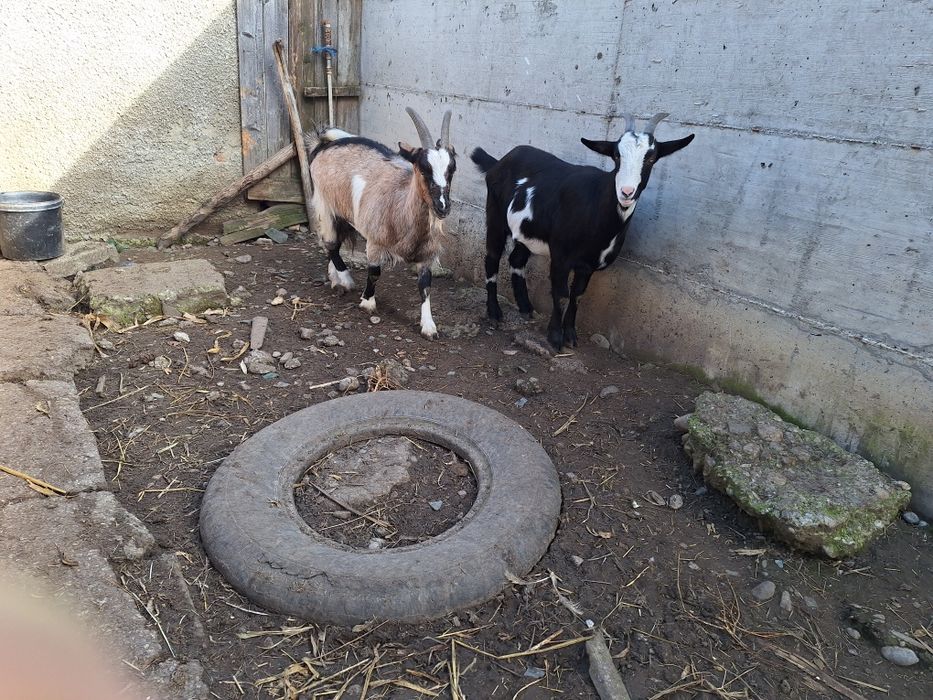 Vand capre si un țap șut genetic