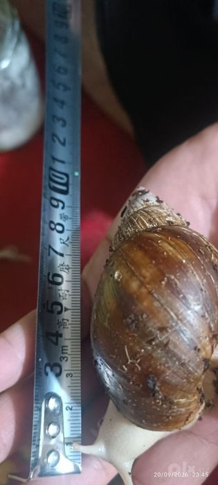 Ахатина улитка 3 см дан 10 см гача