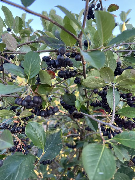 Fructe de aronia de vânzare (doar cantități mari)