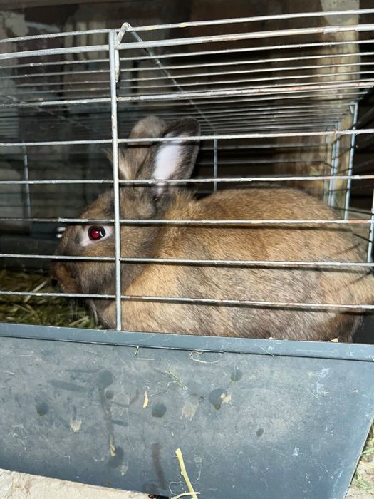 Декоративные кролики