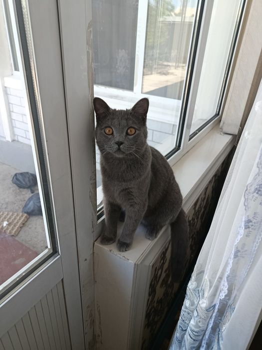 Продается  Британский  скот короткошёрстный кот.добрый и игривый