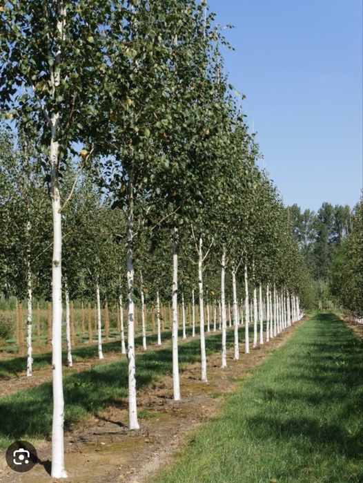 Берёза (оқ қайин)