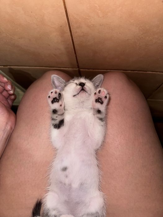 Отдадим милого нежного игривого катенка.