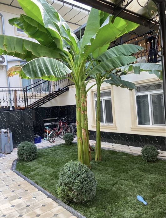 Газон Посевной и рулонновый