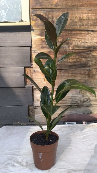 Фикусы (Бенжамина ,Мелани, Абиджан,)