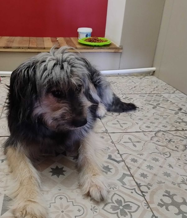 Щенок в заботливые руки