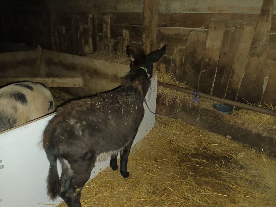 Vând un pui de măgar