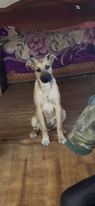 Щенок 5 месяцев  кобель