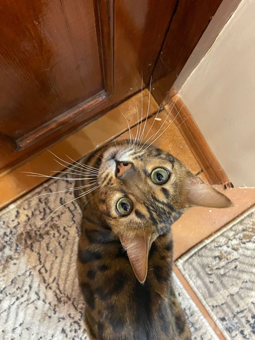 Бенгальская кошка