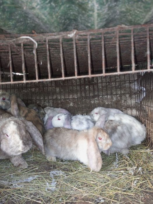 Кролики французский баран