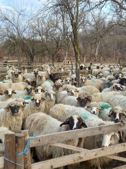 Oi cu miei după ele noatine și berbeci  500 lei