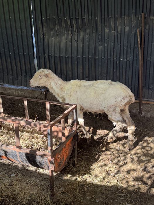 Шаруа саулық овцематка