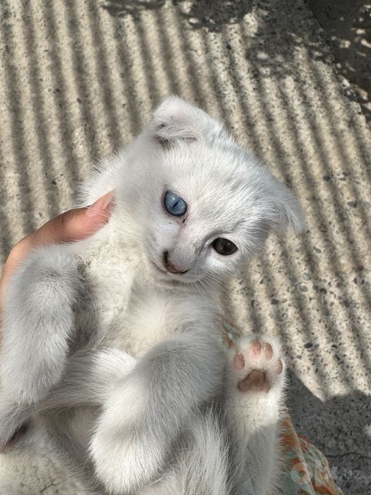 Белоснежный котенок скотиш фолд