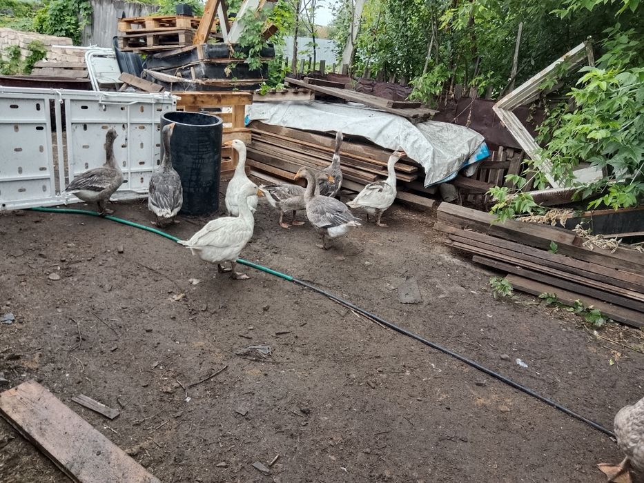 Продам домашних гусят