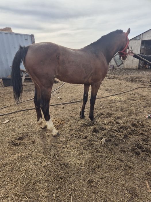 Продаётся жеребец,айгыр сатылады