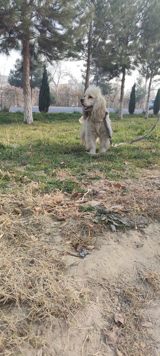 Amerikaniski koker 7 oylik erkak