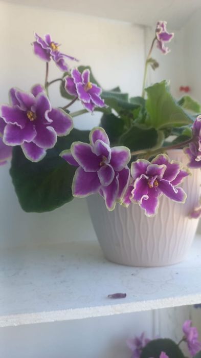 Продам  фиалочки.