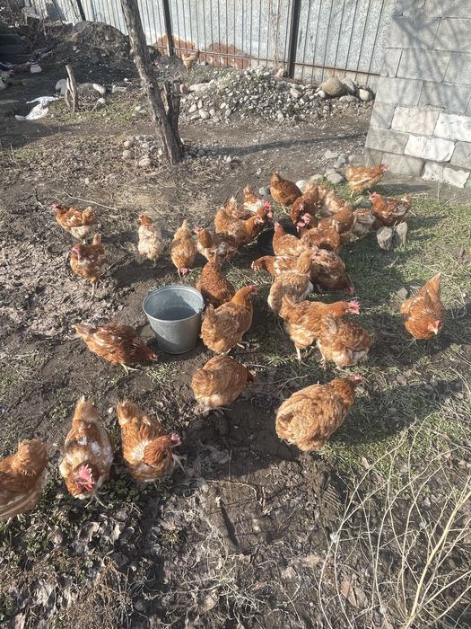 Куры 11мес активно несут яйцо