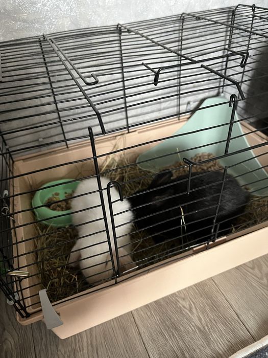 Продам декаротивных кррликов