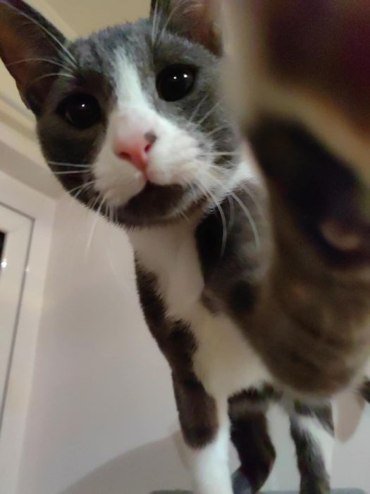 Adopție pisici un an si 6 luni sterilizate