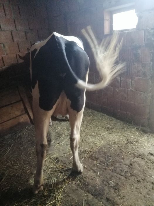 Vaca cu prima fătare