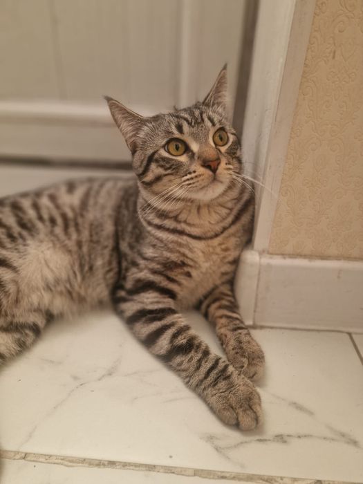 Отдам котика в хорошие руки