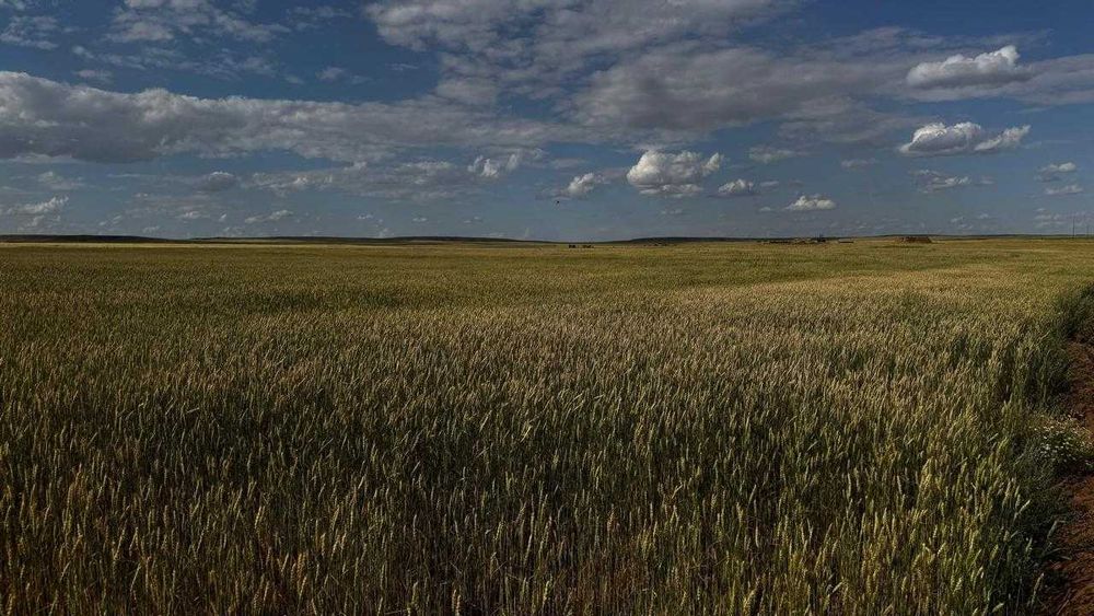 Фермерское хозяйство Караганда