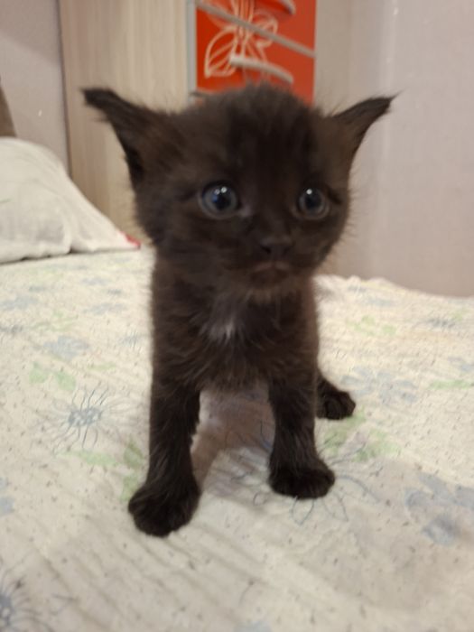 Котенок девочка один месяц
