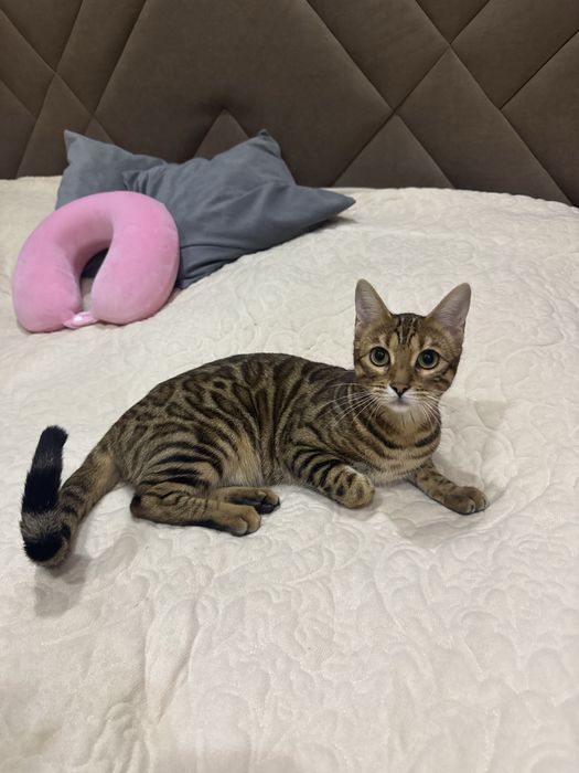 Бенгальская кошка