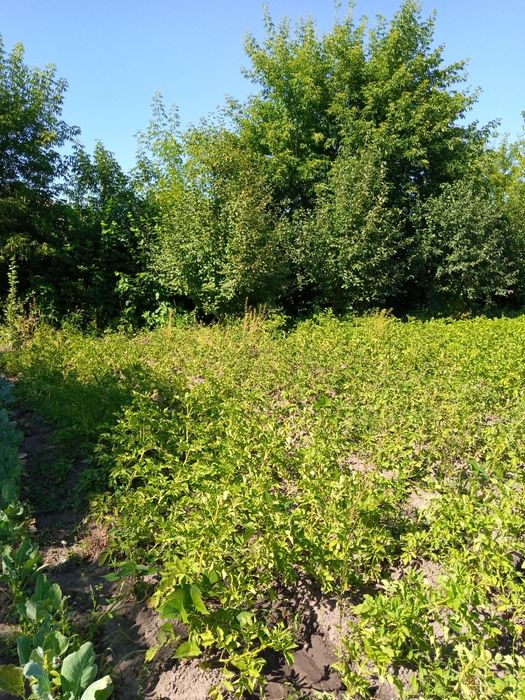 Продам дачу в обществе СПП, 9 соток