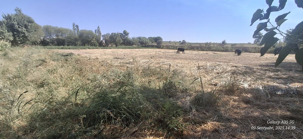 Уй сотаман томарқали