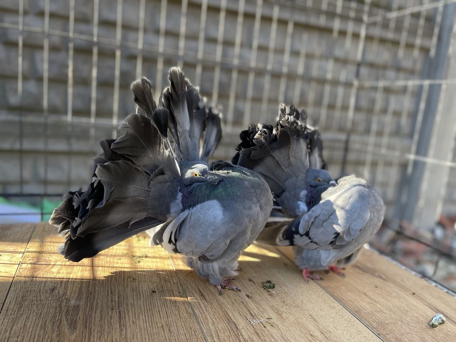 Porumbei voltati linia noua