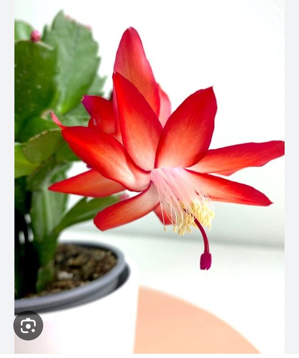 Декабрист красный