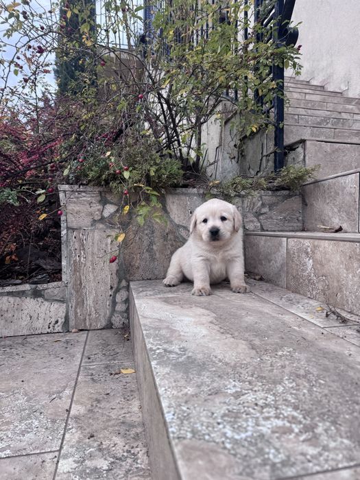 Puiut labrador mascul cu pedigrre