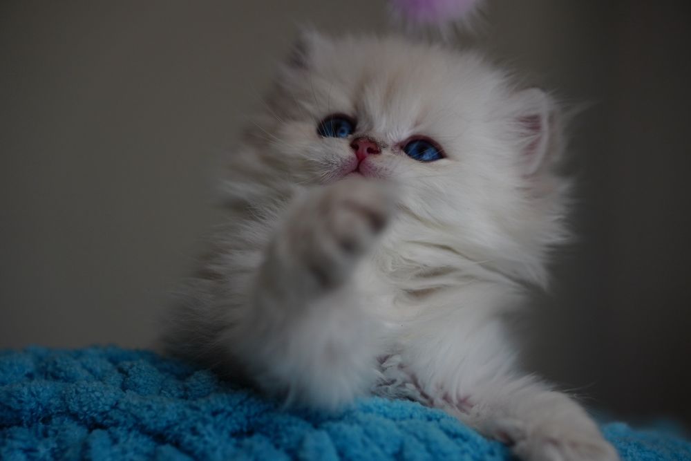 Baietel British Longhair cu Pedigree impreuna cu toate testele genetice / Felisa autorizata