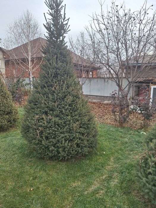 Живые елки разная цена