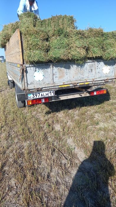 Таза Жоңышқа бар Шиелі ауданы