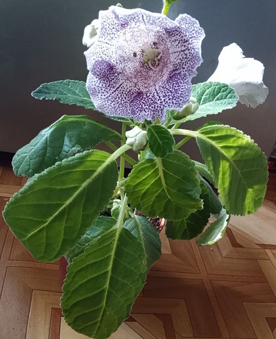 Катарантус, Глоксинию, стапелию продаю.