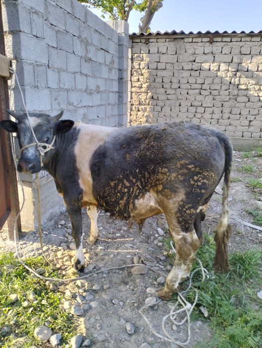 1 жастан асқан семіз Бұза сатылады!