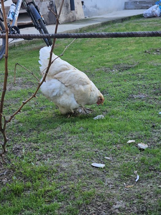 Brama tovuq sotiladi