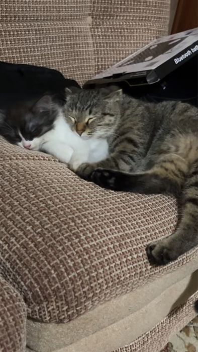 Котенок, девочка в добрые руки