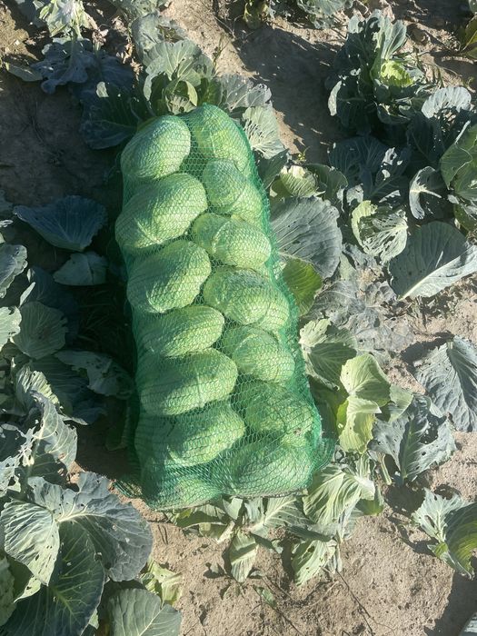 Vand Varza de toamna Crusoe cu frunza subtire Angro!