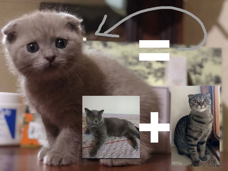 Shatlanskiy mushuk toza qon