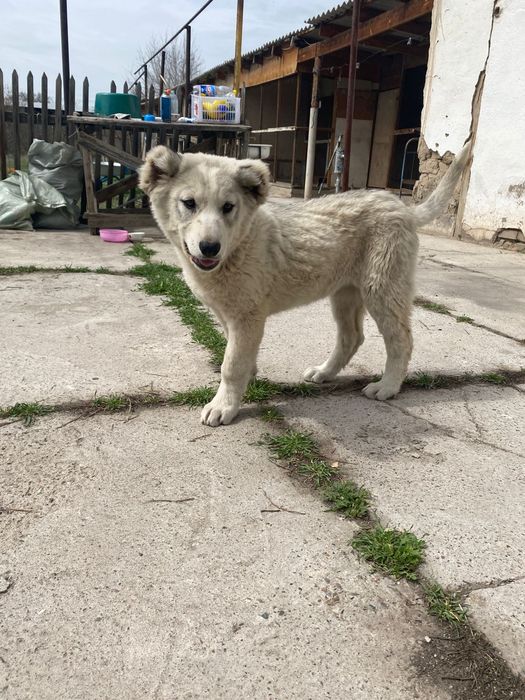 Кушик сатылады кушик